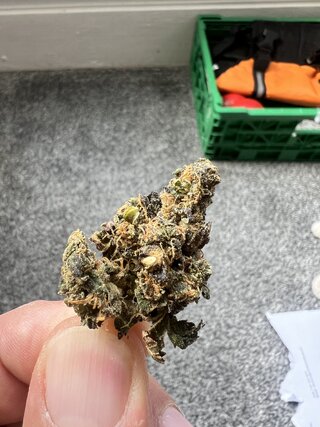 IMG_7041.jpeg