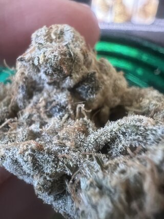 IMG_7232.jpeg
