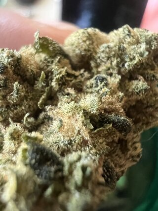 IMG_7237.jpeg