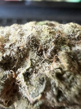 IMG_7239.jpeg