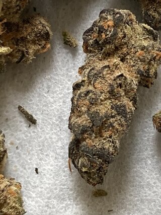 IMG_1567.jpeg