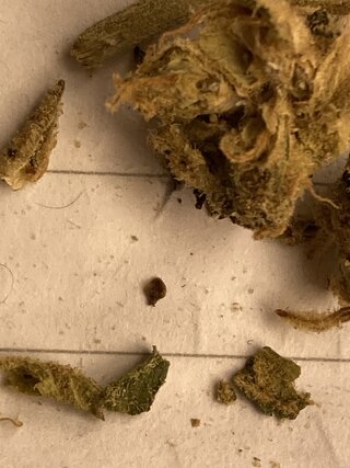 IMG_1639.jpeg