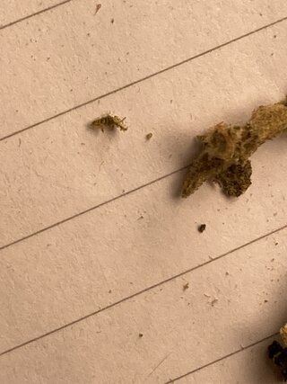 IMG_1633.jpeg