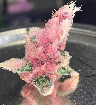 pink.jpg