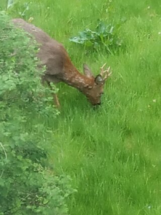 deer.jpeg