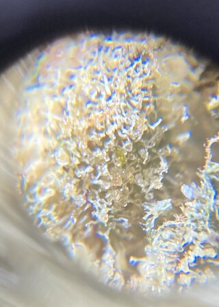 IMG_1912.jpeg