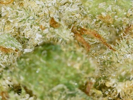 GG#4.jpg