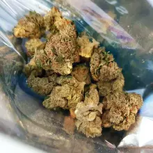 bud-sunfarms-t21-jet_fuel_gelato.1f794fd6ec48b7806bc2e108315c9590.webp bud-sunfarms-t21-jet_fuel_gelato.1f794fd6ec48b7806bc2e108315c9590.webp