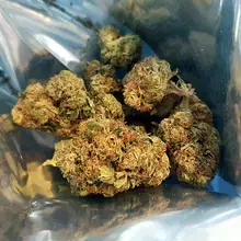 bud-sunfarms-t21-pink_kush.1f794fd6ec48b7806bc2e108315c9590.webp