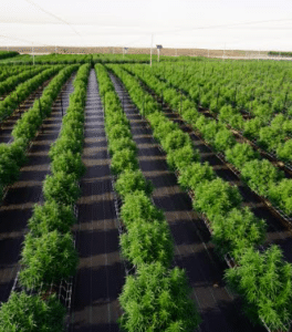 MedTEC-crops-264x300.png MedTEC-crops-264x300.png