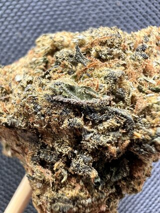 IMG_3137.jpeg
