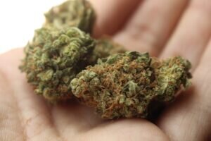 Cannabis-dried-flower-300x200.jpg