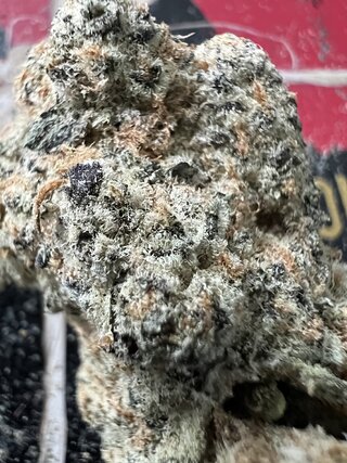 IMG_5025.jpeg