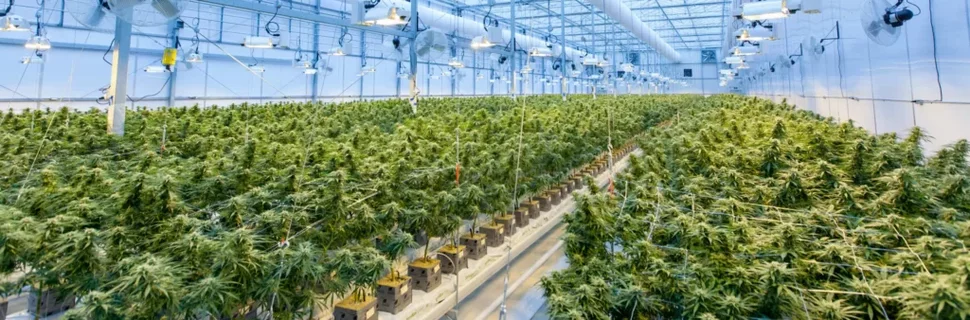 Cannabis Grow Facility Depicting Canadian Cultivators Overexpansion