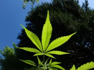 hemp-1382955_1280-300x225.webp