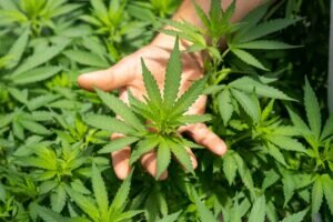 crystalweed-cannabis-nFumIdf3IHE-unsplash-300x200.jpg