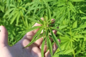 hemp-plant-3661210_1280-300x200.webp