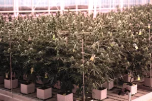 Glass Pharms facility plants