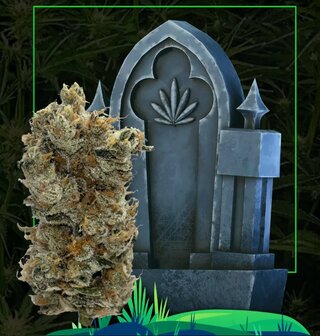 Screenshot_17-12-2025_9611_headstonecannabis.com.jpeg