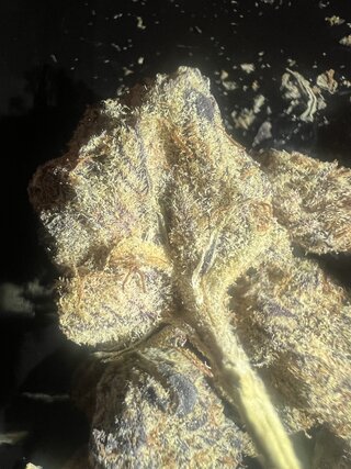 IMG_7956.jpeg
