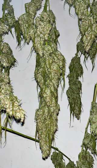1766605019778.png