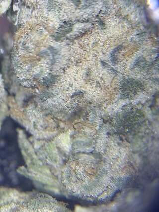 IMG_2367.jpeg