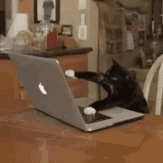 cat mad.gif