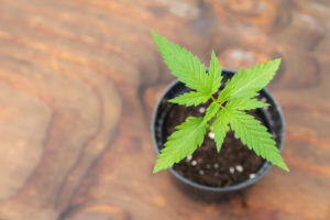 nnabis-plants-growing-indoor-concept-image-300x200.jpg