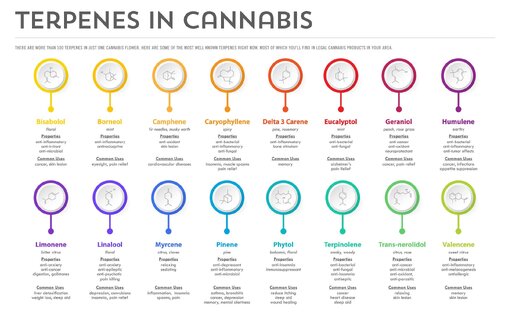 BPG-Dispensary-Terpenes-in-Cannabis.jpg