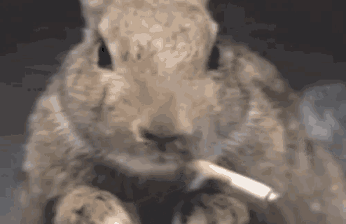 tenor.gif