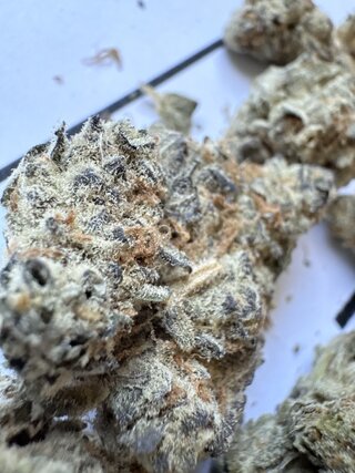 IMG_2746.jpeg