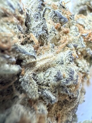 IMG_2747.jpeg