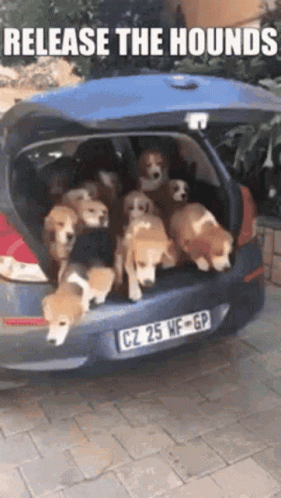BeagleDogGIF.gif