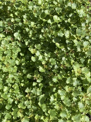 IMG_3224.jpeg