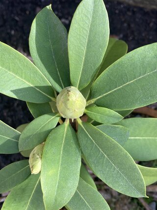 IMG_3222.jpeg