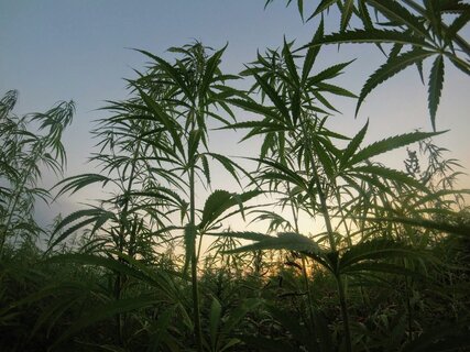 Upcoming US Farm Bill Will ‘Promote Hemp Farming’, but Proposals So Far Fail to Address Intoxicating Substances