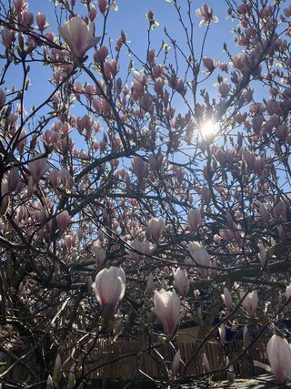 IMG_3252.jpeg