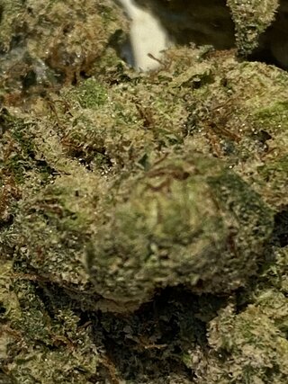 IMG_0893.jpeg