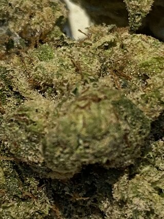 IMG_0894.jpeg