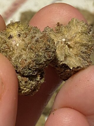 IMG_0907.jpeg