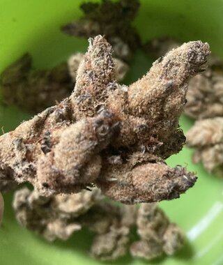 IMG_2080.jpeg