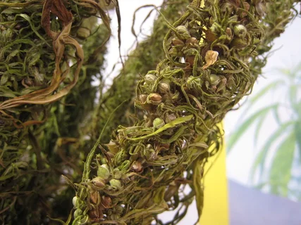 Barney’s Farm Terminates Landmark Merger With Sensi Seeds & Ilgm Amid Accusations of Failed Payments
