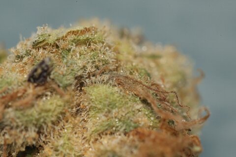 009Z1187.jpg