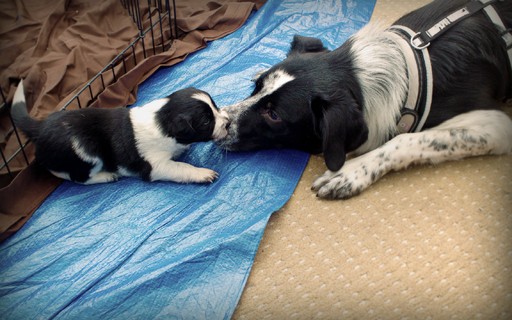 rlm-111209_puppies-006.png