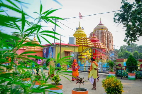 India Issues First Cannabis Research Grant That Could Help Open Up Market India Issues First Cannabis Research Grant That Could Help Open Up Market