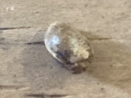 IMG_0065.jpeg