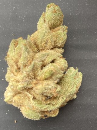 IMG_3298.jpeg