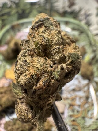 IMG_5844.jpeg