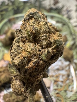 IMG_5845.jpeg