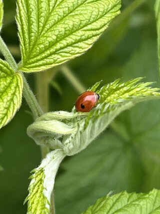 IMG_7391.jpeg